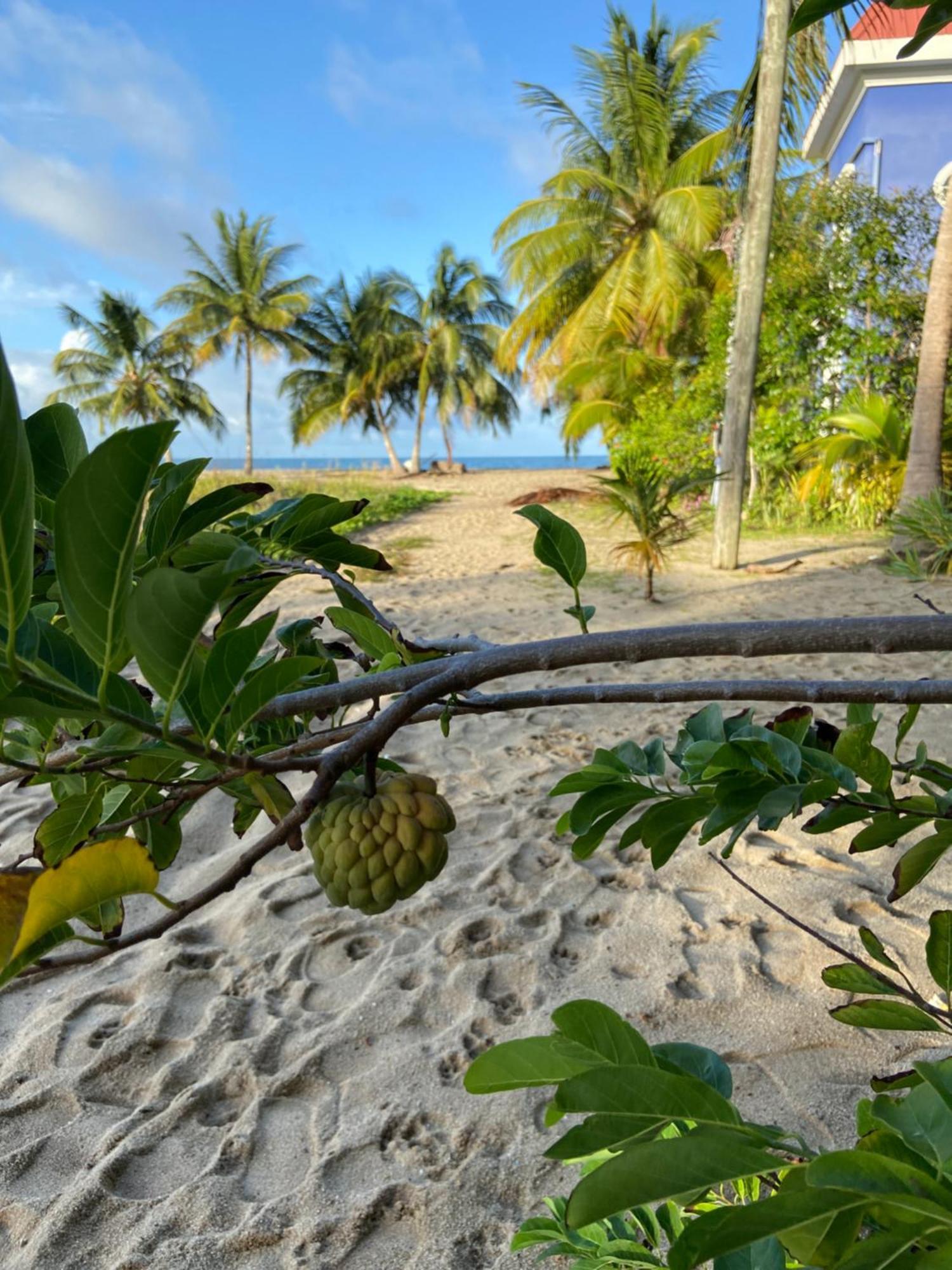 Anda Di Hows Hostel Placencia 外观 照片