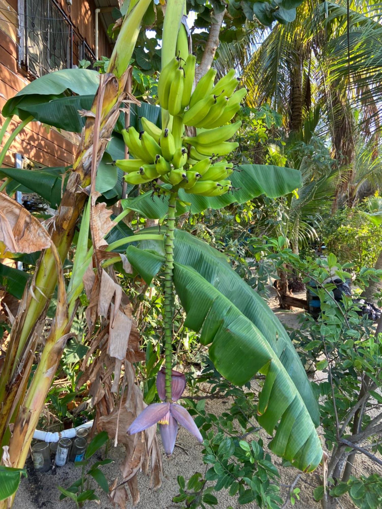 Anda Di Hows Hostel Placencia 外观 照片