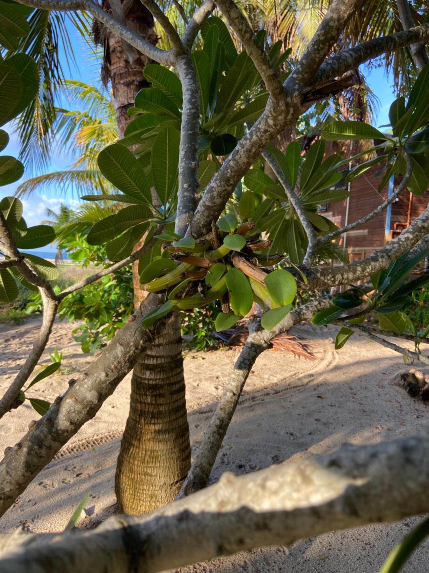 Anda Di Hows Hostel Placencia 外观 照片